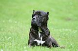 CANE CORSO 1248